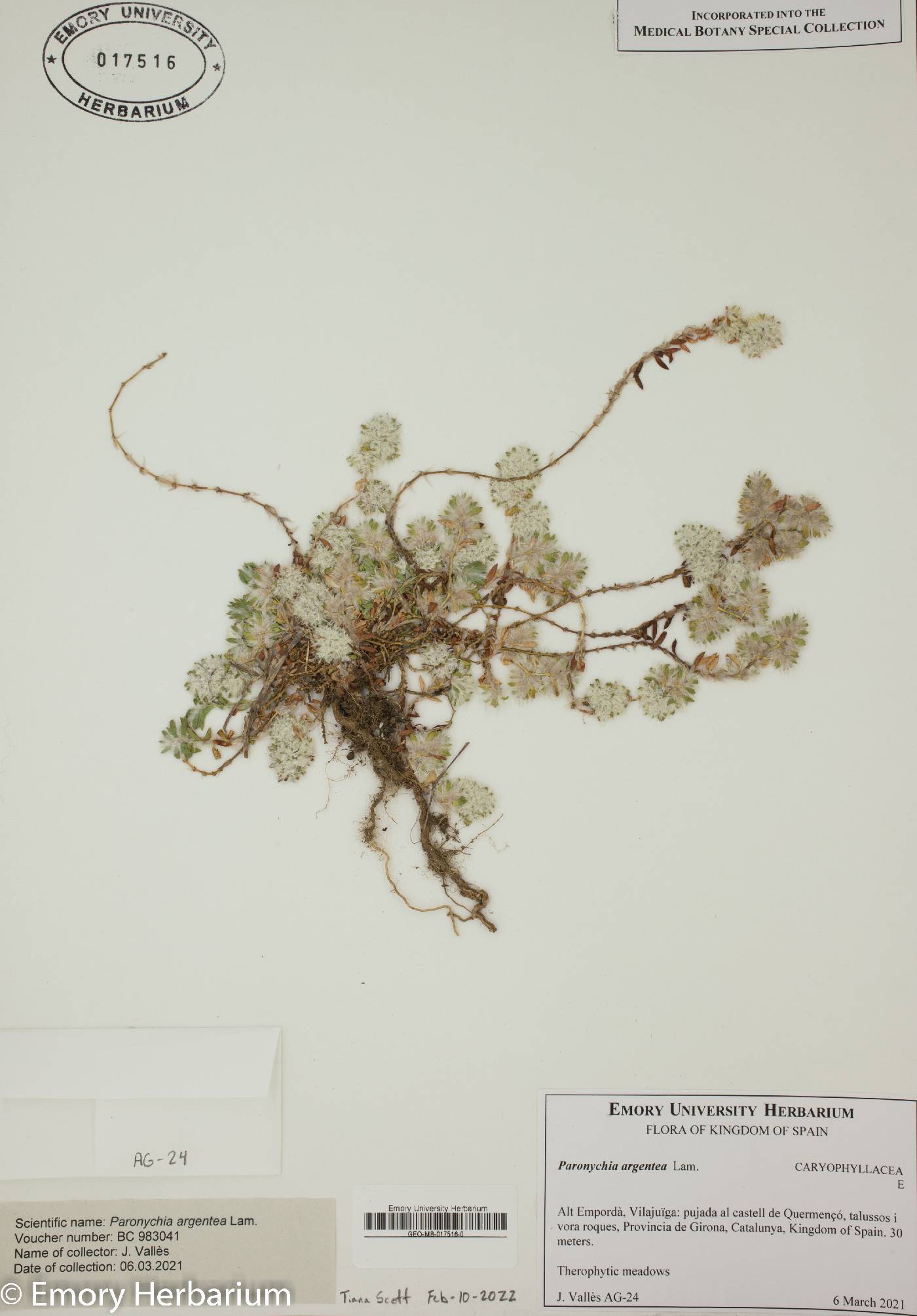 Paronychia argentea image
