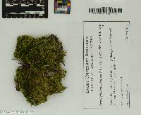 Sematophyllum adnatum image