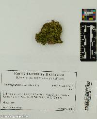 Image of Isopterygium tenerum