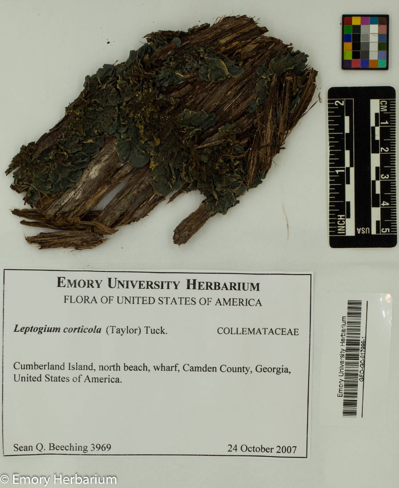 Collemataceae image