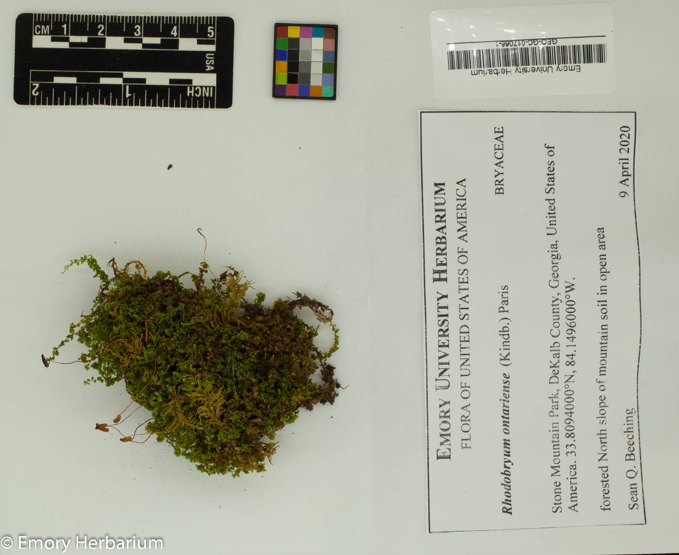 Rhodobryum ontariense image
