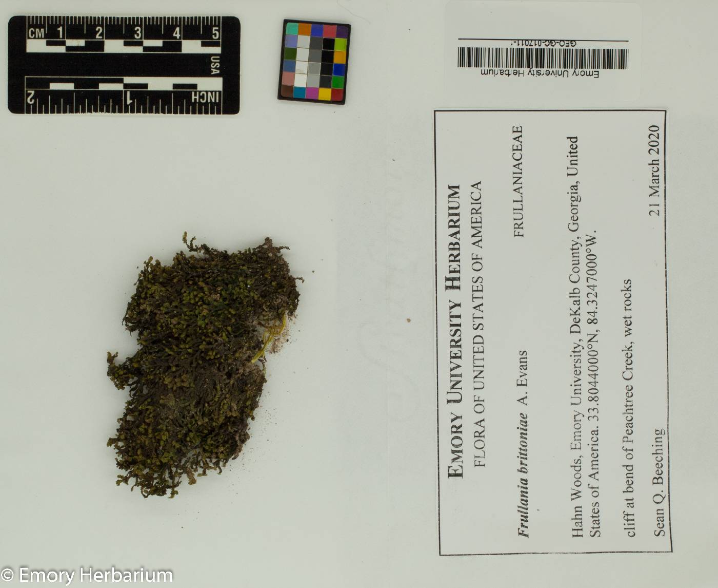 Frullania brittoniae image