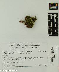 Image of Ptychostomum pseudotriquetrum