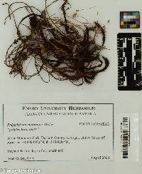 Polytrichum commune image