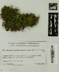 Image of Brachythecium acuminatum