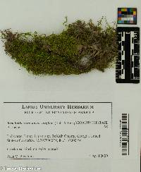 Image of Brachythecium novae-angliae