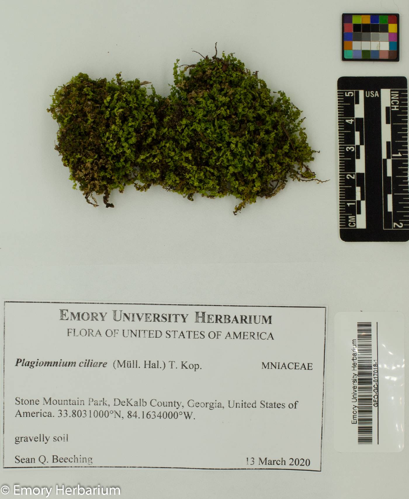 Plagiomnium ciliare image