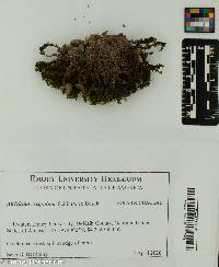 Image of Atrichum crispulum