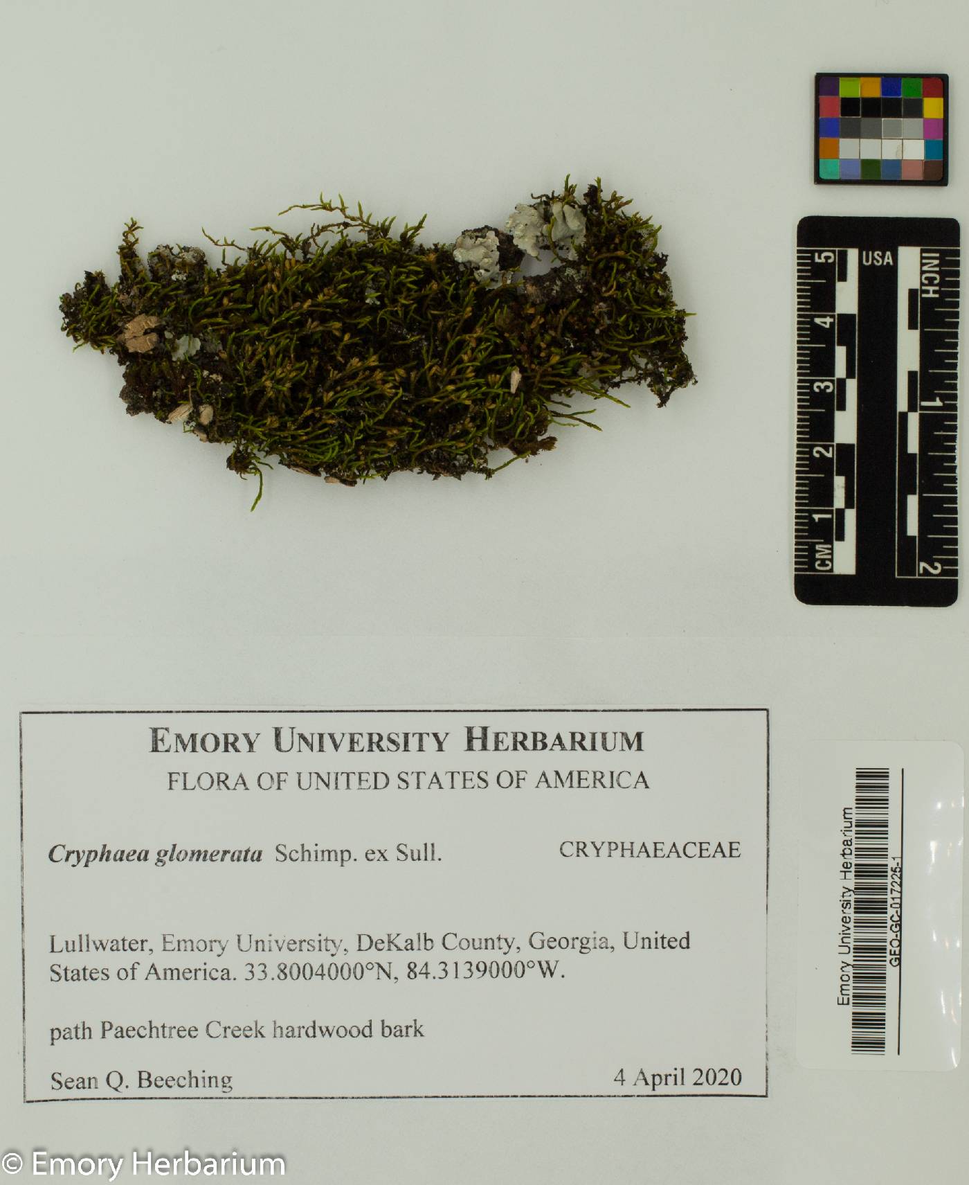 Cryphaea glomerata image