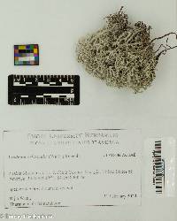 Image of Cladonia arbuscula