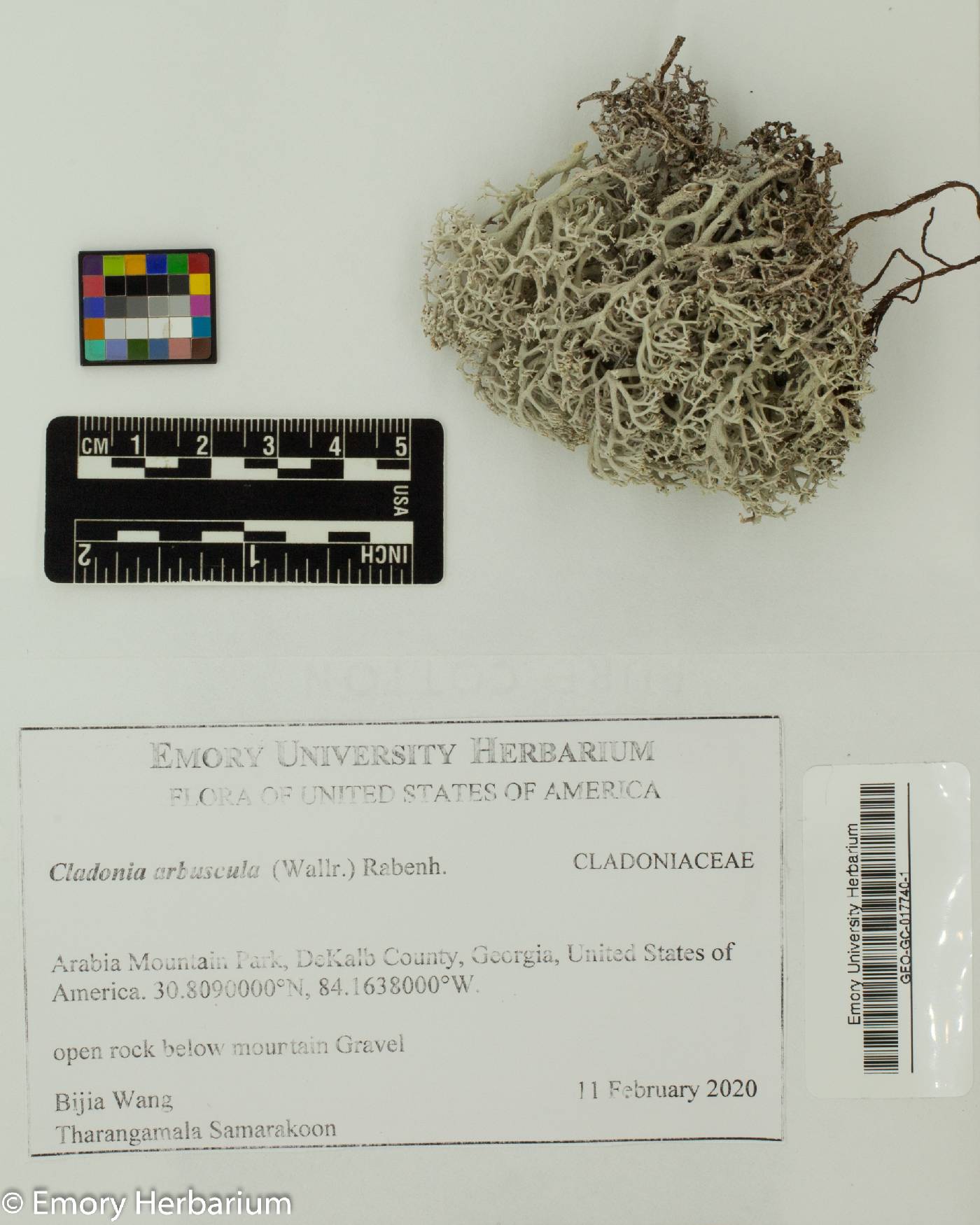 Cladonia arbuscula image