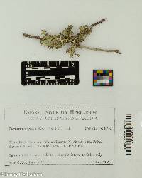 Nephromopsis orbata image