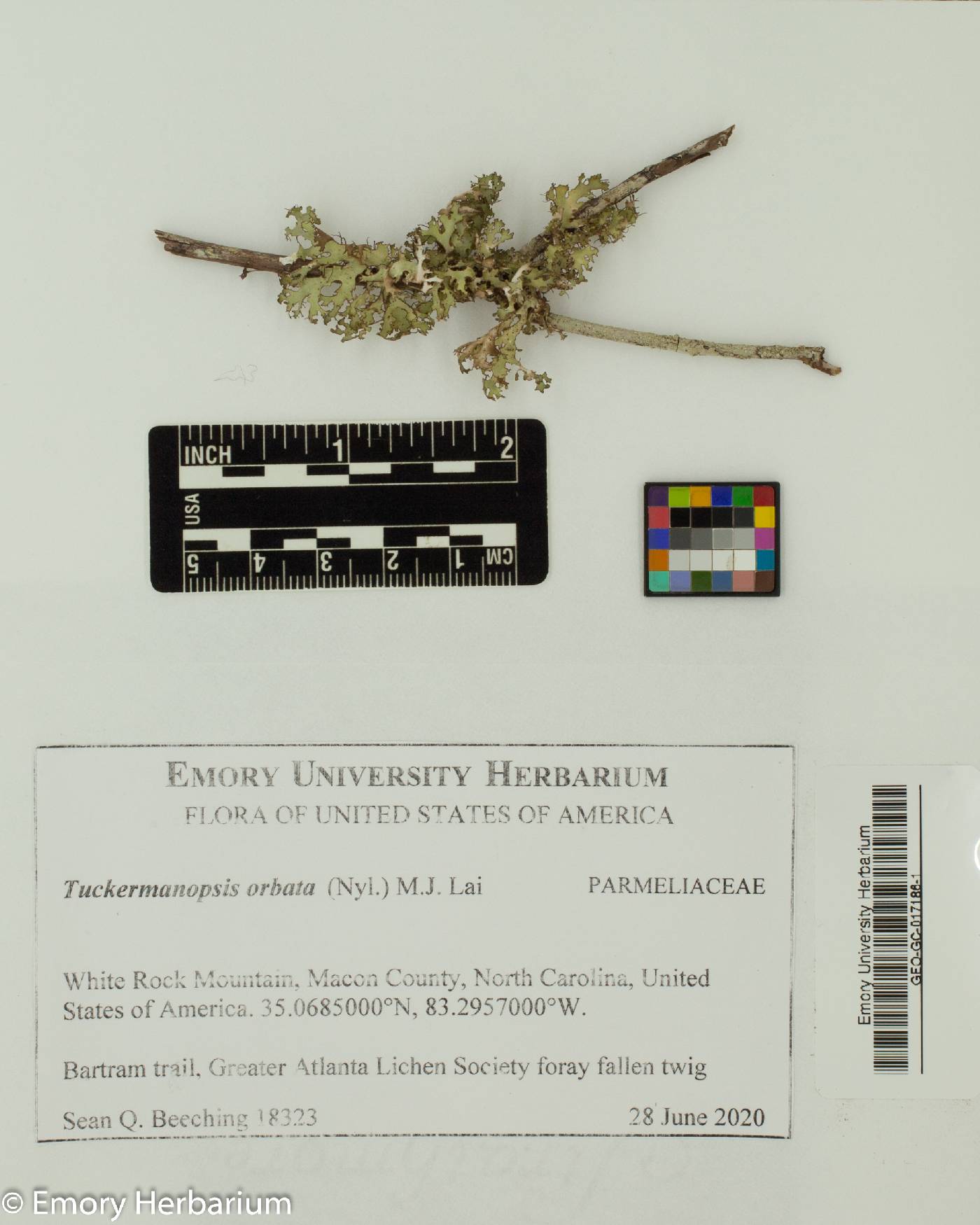 Nephromopsis orbata image
