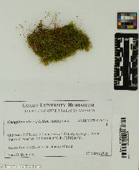 Image of Campylium chrysophyllum