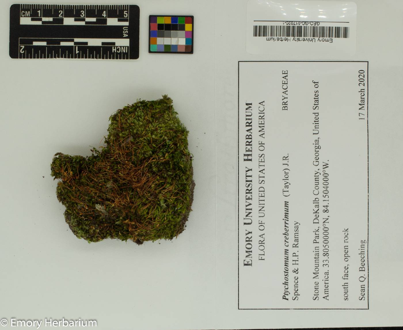 Ptychostomum creberrimum image