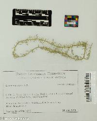 Image of Usnea angulata