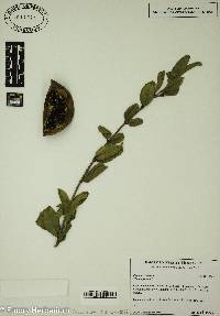 Punica granatum image