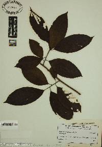 Oxydendrum arboreum image