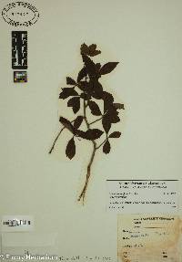 Crataegus uniflora image