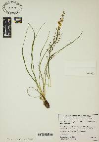 Schoenolirion croceum image