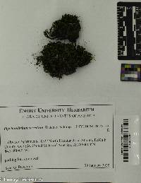 Ptychomitrium serratum image