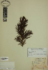 Taxus canadensis image