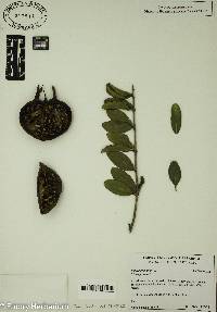 Punica granatum image