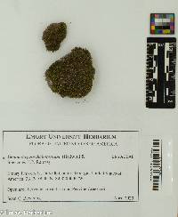 Gemmabryum dichotomum image