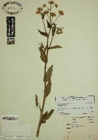 Erigeron quercifolius image