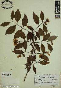 Philadelphus hirsutus image