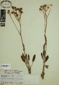 Packera tomentosa image