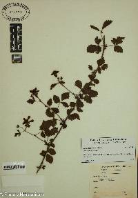 Rubus flagellaris image