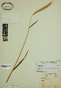 Triticum aestivum image