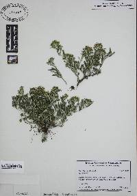 Teucrium montanum image