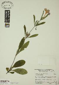 Ruellia caroliniensis image