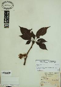 Prunus persica image