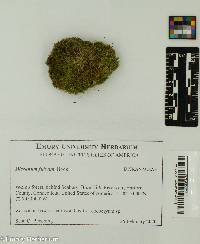 Dicranum fulvum image