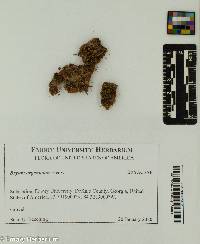 Bryum argenteum image