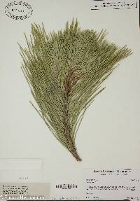 Pinus pinea image