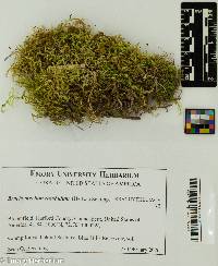 Brachythecium rutabulum image