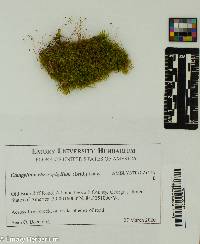 Campylium chrysophyllum image