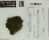 Frullania inflata image