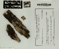 Frullania eboracensis image