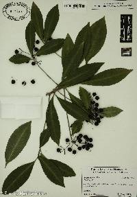 Ardisia crenata image