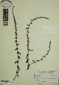 Rumex pulcher image