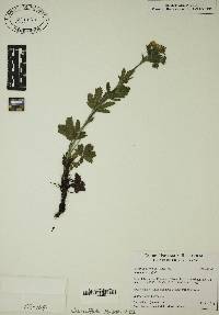 Potentilla erecta image