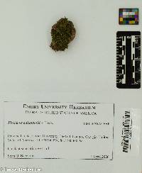 Fissidens adianthoides image