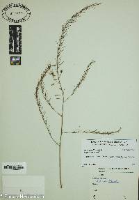 Asparagus officinalis image