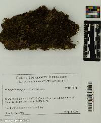 Platygyrium repens image