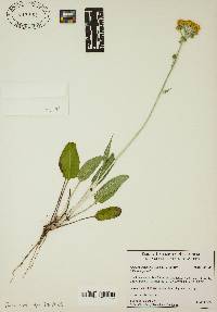 Packera tomentosa image